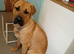 Rehoming Bullmastiff cross German shepherd