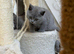 ONLY ONE British Blue purebred shorthair girls left