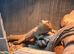 Bearded dragon & enclosure for sale