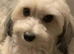 Toy Bichon frise girl 3 years old
