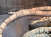 Adult Ghost Honduran at Birmingham Reptiles