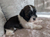 Shih Tzu puppys