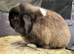 Mini lop