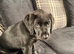 Black Labrador