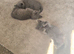 3 british shorthair kittens looking for there new servents