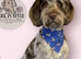 Cockerpoo f2 puppies