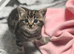 2 boys left British /birman kittens