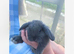 Mini lop bunnies male and female left 8 weeks old