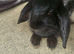 Small bunny looking for a home