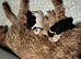 Born 30th March - all have forever homes secured.