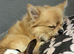 Pomeranian x chihuahua to stud