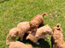 KC Standard Poodle Puppies