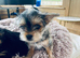 2 female yorkies ready for their forever home