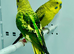 Black Wing Budgies For Sale