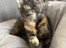 Tabby girl