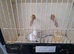 Cockatiel for sale