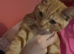 2 Kittens for Sale