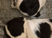 Beautiful Kc registered show type cocker spaniels