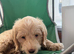 Last 1 pup left! With Health Check Certificate-Mini Labradoodle pups
