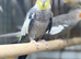 Cocktail parrot