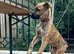 Mixed Breed Male for Rehoming