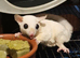 Fully Tamed Leucistic Sugar Glider Young Boy