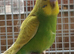 baby budgies for sale