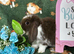 Stunning Mini Lop Babies for sale