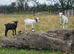 Three Beautiful Pygmy Wethers looking for their Forever Home