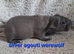 2 pairs of bonded skinny pig boys