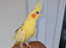 Super silly hand tamed baby cockatiels