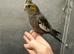 Hand raised baby cockatiels available
