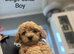 Gorgeous Boys - Maltipoo Ready Now