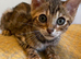 Quality TICA Registered Kittens