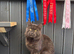 Mainecoon proven stud