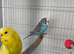 Various budgies