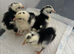 Exchequer Leghorn (Large Fowl) Hatching eggs x 6 eggs