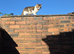 Rehoming my cat