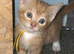 Ginger boy