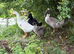 Male runner ducks for sale