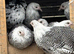 Silver Campine female chickens