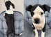 Old tyme x American bulldog REDUCED
