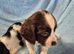 Springer Spaniel Puppies