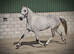 Top quality filly sure to go on into any sport