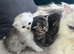 Beautiful Purebred Persian Kittens for Sale