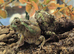 Chaco Horned Frogs (Chacophrys pierottii) at Birmingham Reptiles