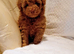 Beautiful maltipoo advert title
