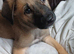 Belgian malinois puppy