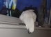 beautiful umbrella cockatoo 3 years old with cage worth &pound;500
