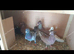 Pigeons